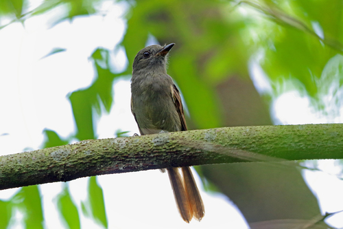 Rhytipterna simplex