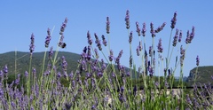 Lavandula × intermedia