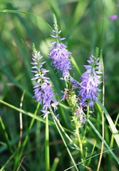 Veronica barrelieri