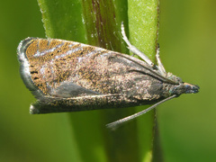 Dichrorampha sedatana