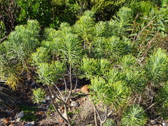 Hymenolepis