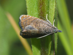 Dichrorampha sedatana