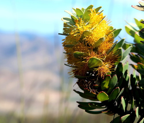 Image of Golden Pagoda (Mimetes chrysanthus) by no rights reserved