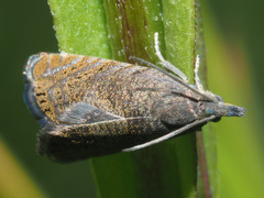 Dichrorampha sedatana