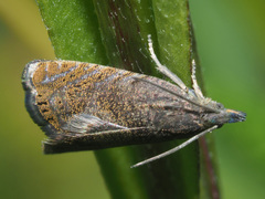 Dichrorampha sedatana