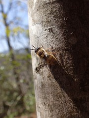 Callicera erratica