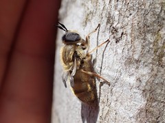 Callicera erratica