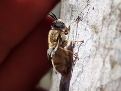 Callicera erratica