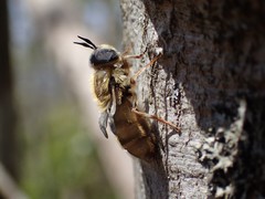 Callicera erratica