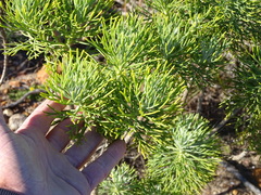Hymenolepis
