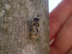 Callicera erratica