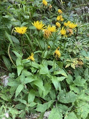 Crepis pyrenaica