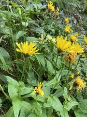 Crepis pyrenaica