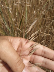 Bromus squarrosus