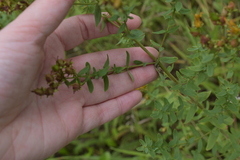 Hypericum perforatum