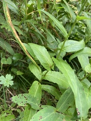 Crepis pyrenaica