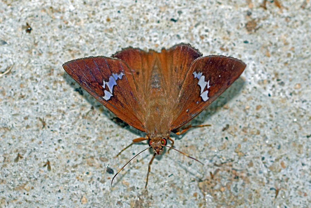 Bungalotis milleri