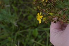 Hypericum perforatum