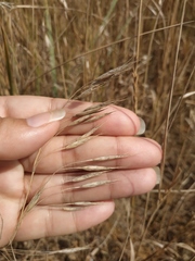 Bromus squarrosus