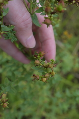 Hypericum perforatum