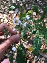 Solanum concinnum