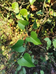 Smilax aspera
