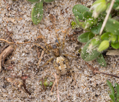 Arctosa perita