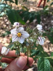 Solanum concinnum