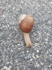 Helix pomatia