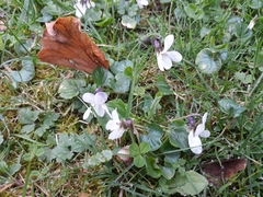 Viola odorata