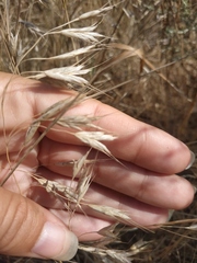 Bromus squarrosus