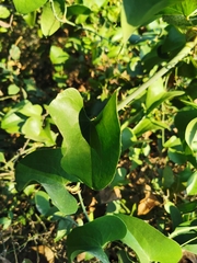 Smilax aspera