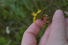 Hypericum perforatum