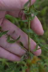 Hypericum perforatum