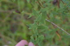 Hypericum perforatum