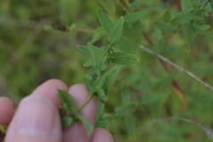 Hypericum perforatum