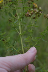 Hypericum perforatum