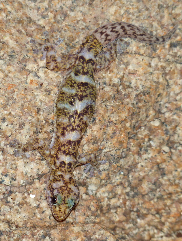 Transvaal Flat Gecko