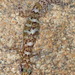 Transvaal Rock Gecko - Photo no rights reserved, uploaded by Simon Tonge