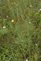 Hypericum perforatum