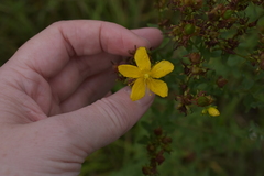 Hypericum perforatum