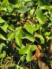 Smilax aspera