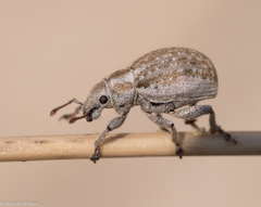 Philopedon plagiatum