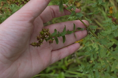 Hypericum perforatum