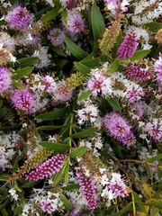 Veronica macrocarpa