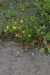 Scorzoneroides autumnalis