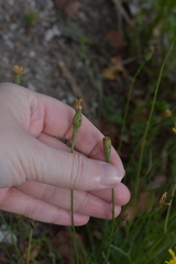 Scorzoneroides autumnalis