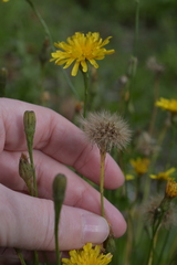 Scorzoneroides autumnalis