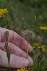 Scorzoneroides autumnalis