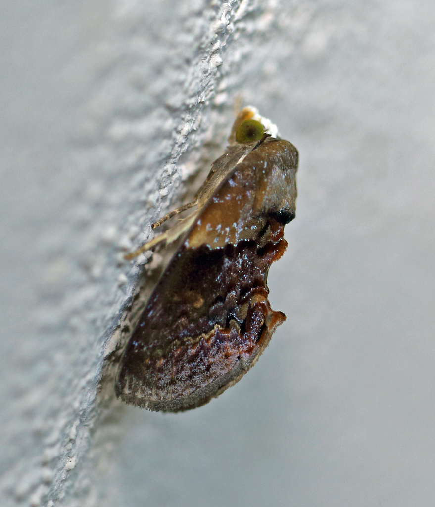Cutworm moth
